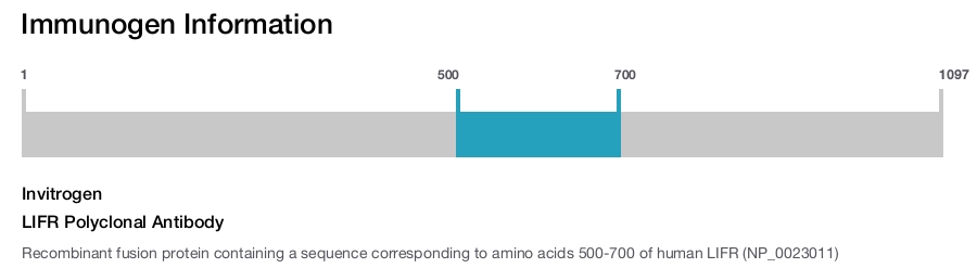 LIFR Polyclonal Antibody