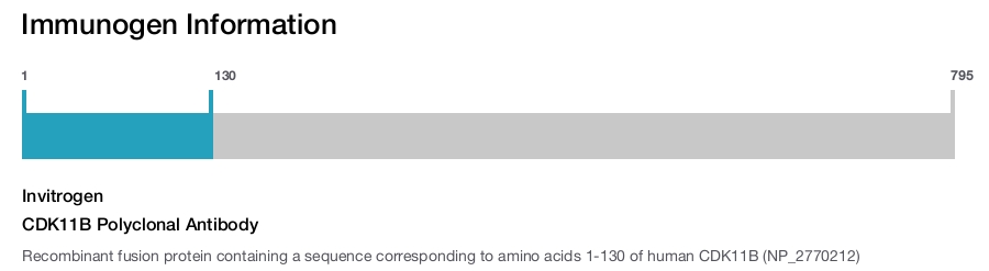 CDK11B Polyclonal Antibody