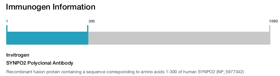 SYNPO2 Polyclonal Antibody