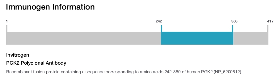 PGK2 Polyclonal Antibody