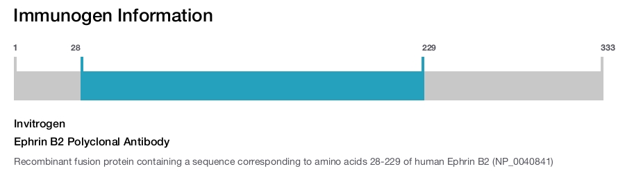 Ephrin B2 Polyclonal Antibody