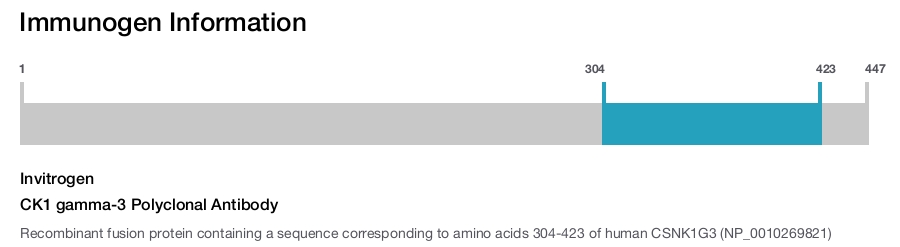CK1 gamma-3 Polyclonal Antibody