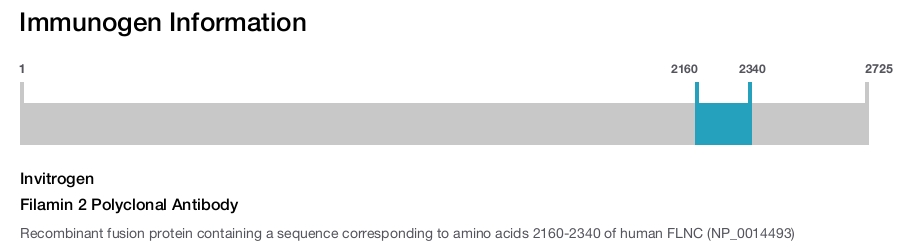 Filamin 2 Polyclonal Antibody