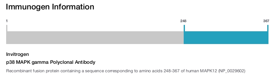 p38 MAPK gamma Polyclonal Antibody