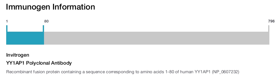 YY1AP1 Polyclonal Antibody