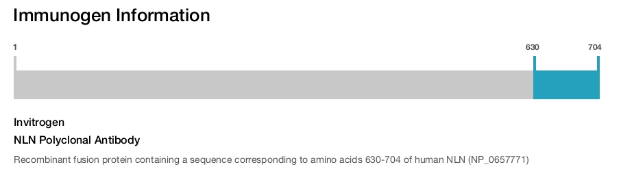 NLN Polyclonal Antibody