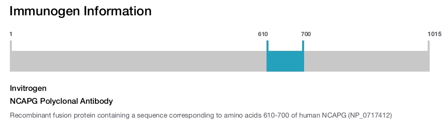 NCAPG Polyclonal Antibody