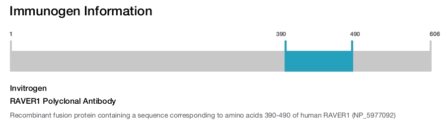 RAVER1 Polyclonal Antibody