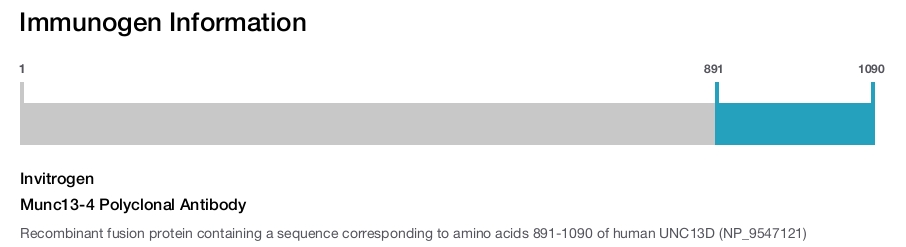 Munc13-4 Polyclonal Antibody