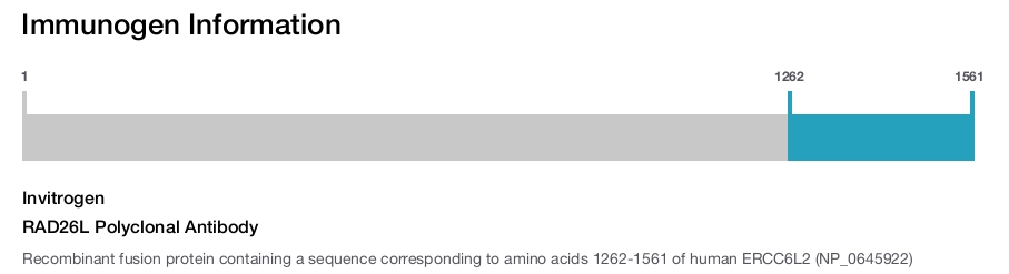 RAD26L Polyclonal Antibody