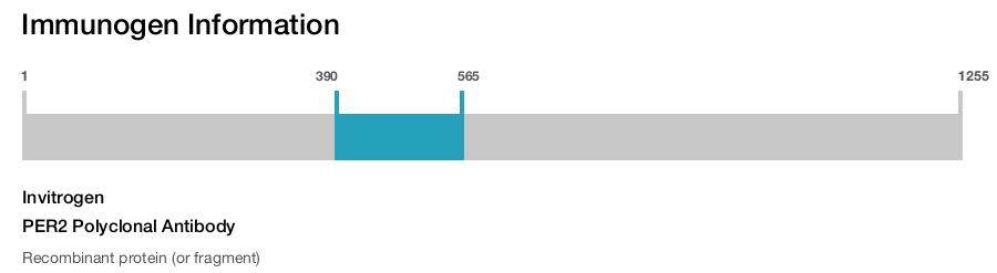 PER2 Polyclonal Antibody