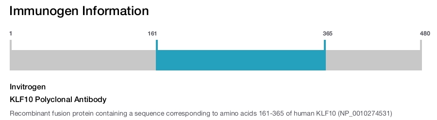 KLF10 Polyclonal Antibody