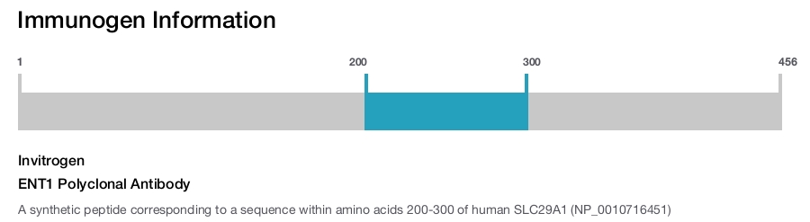 ENT1 Polyclonal Antibody
