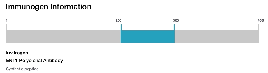 ENT1 Polyclonal Antibody