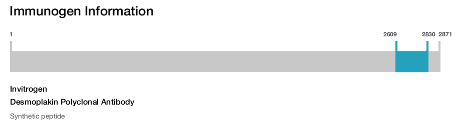 Desmoplakin Polyclonal Antibody