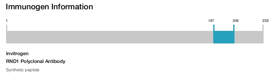 RND1 Polyclonal Antibody