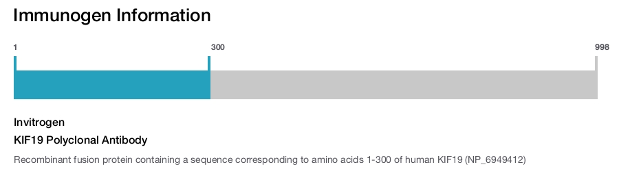 KIF19 Polyclonal Antibody