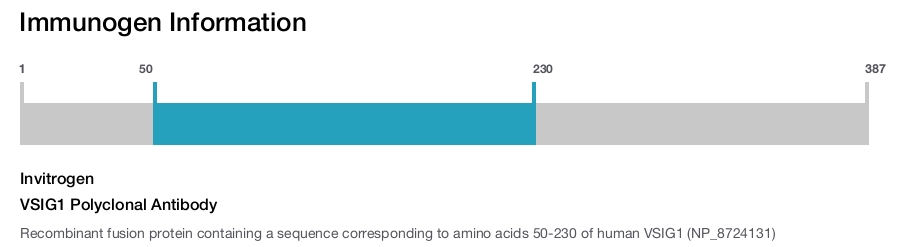 VSIG1 Polyclonal Antibody