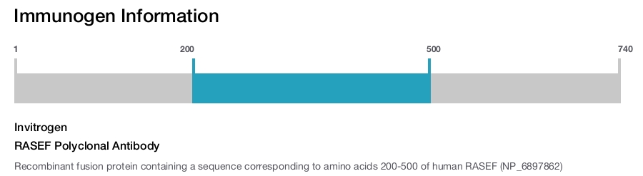 RASEF Polyclonal Antibody