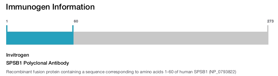 SPSB1 Polyclonal Antibody