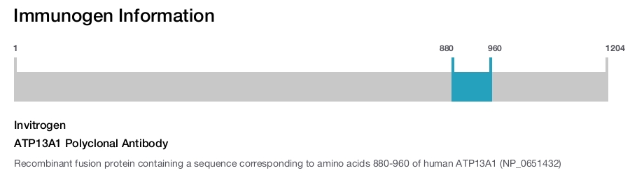 ATP13A1 Polyclonal Antibody