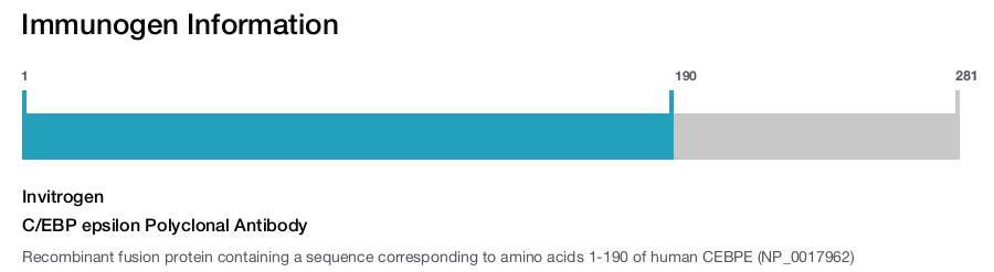 C/EBP epsilon Polyclonal Antibody