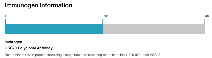 HSC70 Polyclonal Antibody