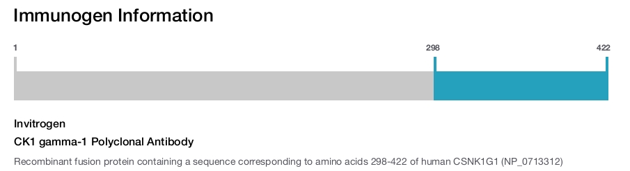 CK1 gamma-1 Polyclonal Antibody
