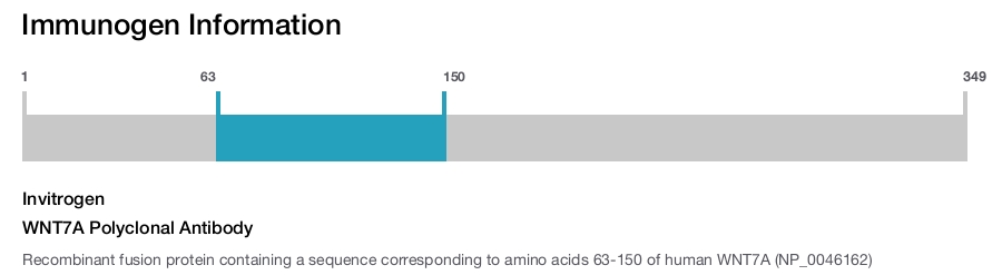 WNT7A Polyclonal Antibody