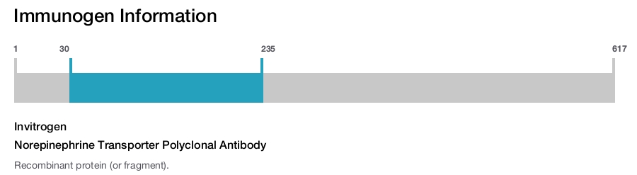 Norepinephrine Transporter Polyclonal Antibody