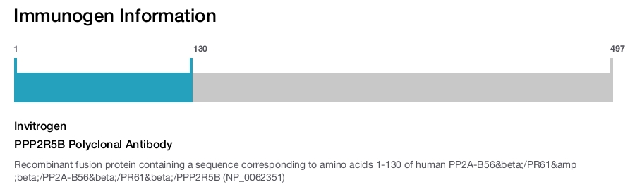 PPP2R5B Polyclonal Antibody