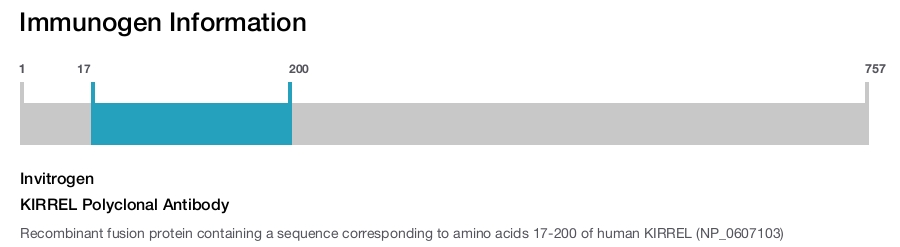 KIRREL Polyclonal Antibody
