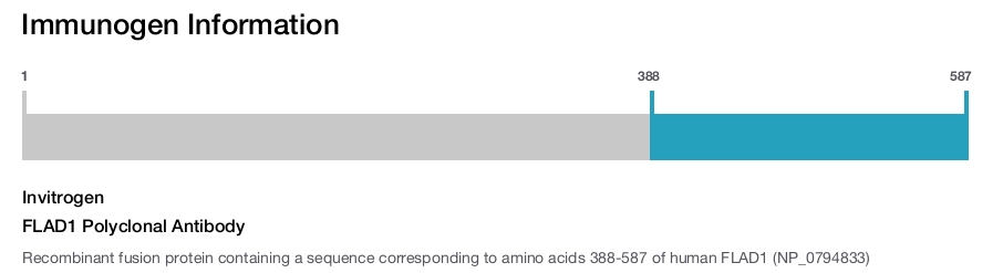 FLAD1 Polyclonal Antibody