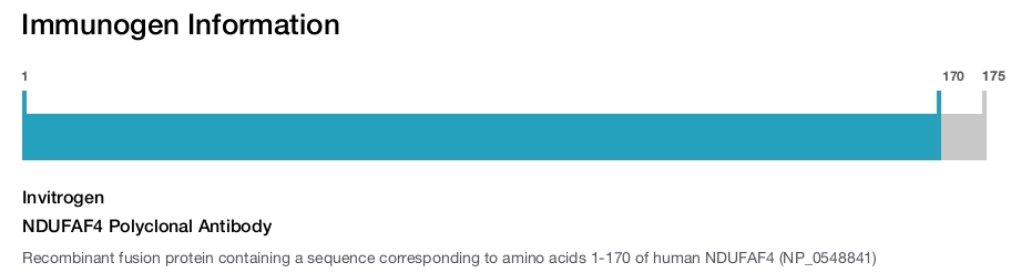 NDUFAF4 Polyclonal Antibody