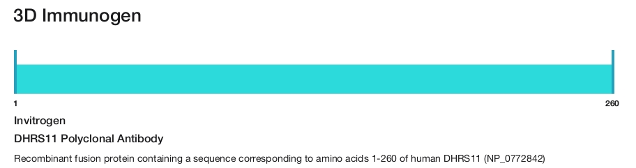 DHRS11 Polyclonal Antibody