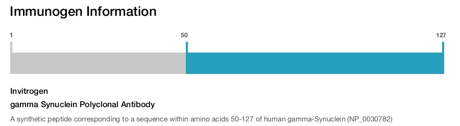 gamma Synuclein Polyclonal Antibody