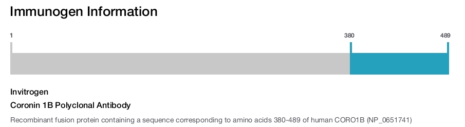 Coronin 1B Polyclonal Antibody