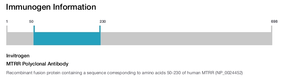 MTRR Polyclonal Antibody