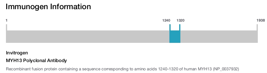 MYH13 Polyclonal Antibody