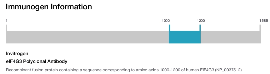 eIF4G3 Polyclonal Antibody