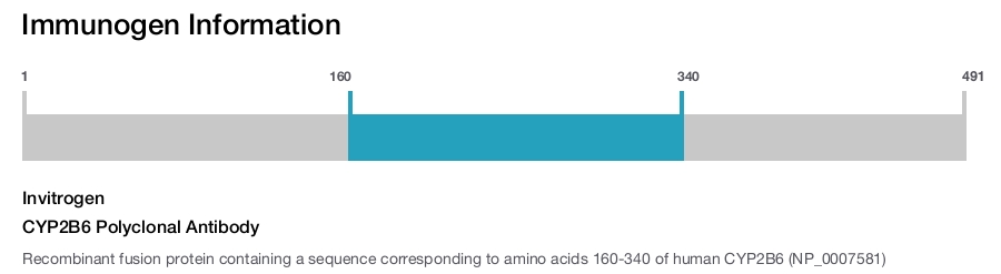 CYP2B6 Polyclonal Antibody
