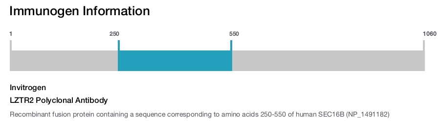 LZTR2 Polyclonal Antibody