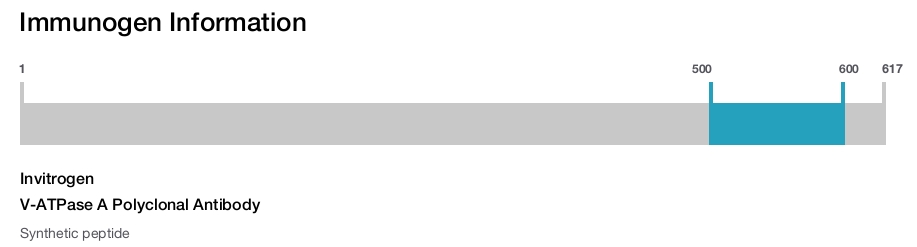 V-ATPase A Polyclonal Antibody