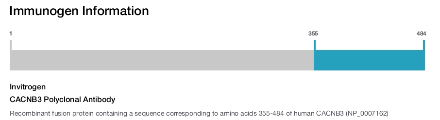 CACNB3 Polyclonal Antibody