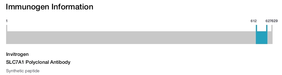 SLC7A1 Polyclonal Antibody