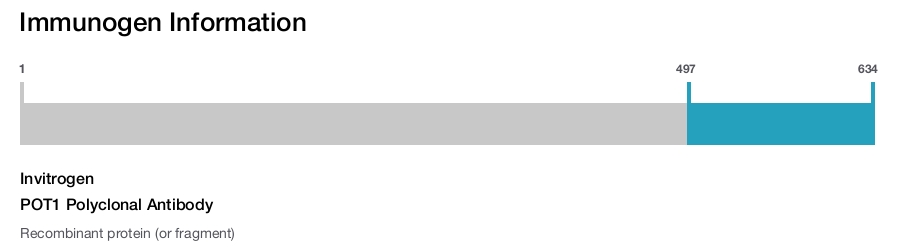 POT1 Polyclonal Antibody