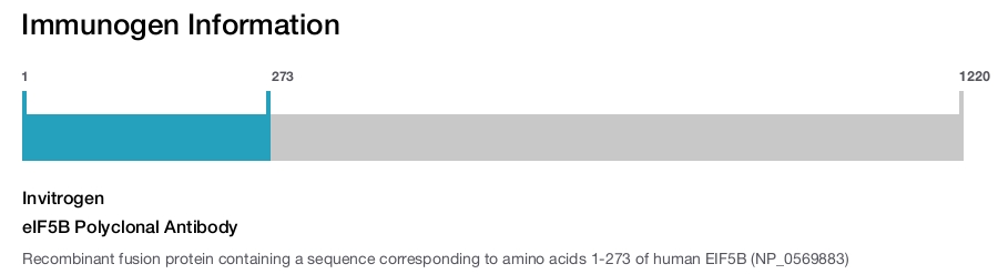 eIF5B Polyclonal Antibody