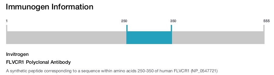 FLVCR1 Polyclonal Antibody