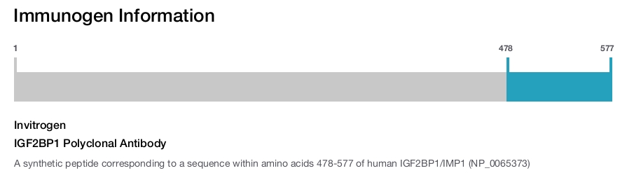 IGF2BP1 Polyclonal Antibody