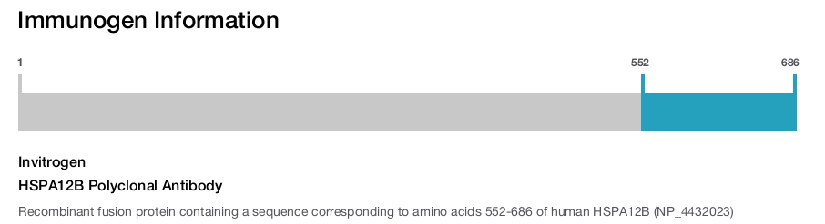 HSPA12B Polyclonal Antibody